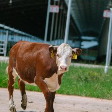 Sachsen-Anhalts Bauern beunruhigt über Rinderdiebstähle in Brandenburg