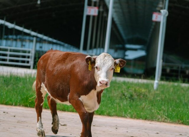 Sachsen-Anhalts Bauern beunruhigt über Rinderdiebstähle in Brandenburg