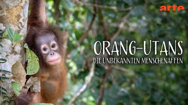Doku: Orang-Utans – Die unbekannten Menschenaffen (1/2) – Im Dschungel Borneos (Arte  20:15 – 20:55 Uhr)