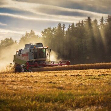 Landwirte wegen Hitze besorgt: Getreideernte ist gestartet
