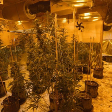 Polizei Niedersachsen und LKA Sachsen-Anhalt gehen gemeinsam gegen den illegalen Anbau von Cannabis vor