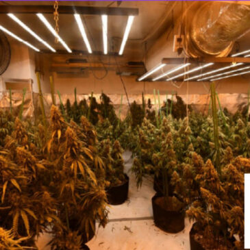 Polizei entdeckt Indoor-Plantage im Landkreis Stendal