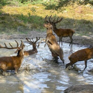 Tierdoku: Die geheime Welt der Tiere (Das Erste  20:15 – 21:00 Uhr)
