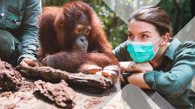 Terra X: Faszination Erde – Borneo – Zurück in die Wildnis (ZDF 19:30 – 20:15 Uhr)