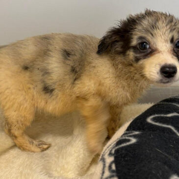 Hälfte der verwahrlosten Hunde aus Popperode noch nicht vermittelt