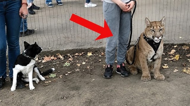 MDR-Talk „Fakt ist!“ heute zum Thema: „Schlange, Tiger & Co. – Wenn Wildtiere zu Hause leben“