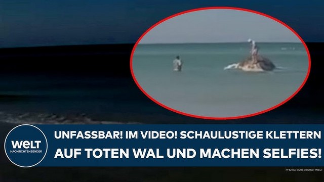 DÄNEMARK: Unfassbar! Im Video! Schaulustige klettern auf toten Wal und machen Selfies!