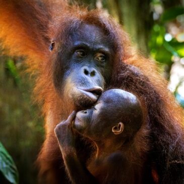 Tierdoku: Orang-Utans – So nah wie nie (Das Erste  20:15 – 21:00 Uhr)