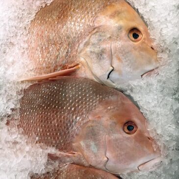 Was ist das beste Omega 3?