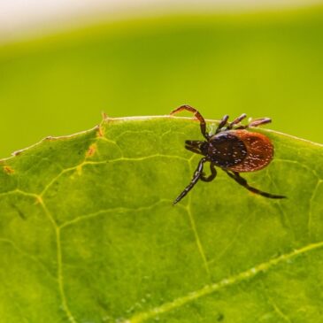 Zahlreiche Infektionen zu Beginn der Zeckensaison