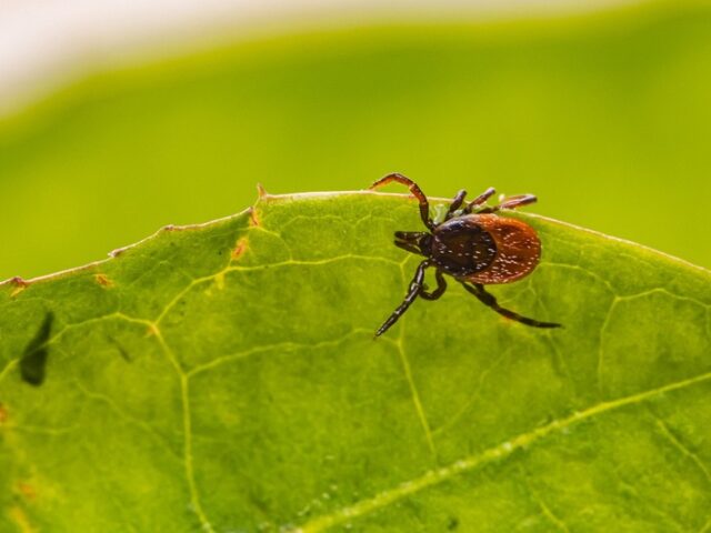 Zahlreiche Infektionen zu Beginn der Zeckensaison