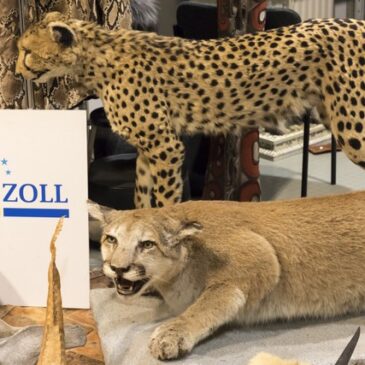 3. März 2026: Tag des Artenschutzes / Zoll hilft bedrohte Tiere und Pflanzen zu schützen